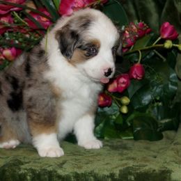 Miniature American Shepherd, Miniature Australian Shepherd, and Toy Australian Shepherd Puppies from MercyMe Miniature American Shepherds