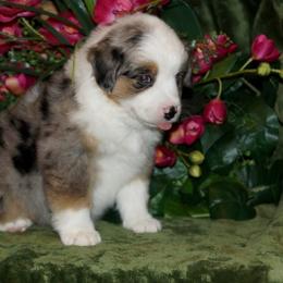 Miniature American Shepherd, Miniature Australian Shepherd, and Toy Australian Shepherd Puppies from MercyMe Miniature American Shepherds