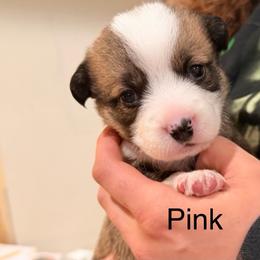 Penny - Pink girl - Red female Pembroke Welsh Corgi puppy in Woodinville, Washington from Heatherland Corgis