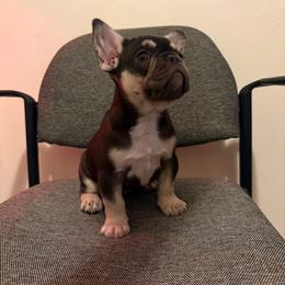 Dolce - Tricolors female French Bulldog puppy in Middletown, Rhode Island from Royal Frenchies LLC