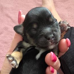 Girl 2 - Black and tan female Cavapoo puppy in Medina, Ohio from Momma's Mastiffs