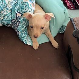 Prague Ratter Puppies from North Star Gem’s Prague Ratters