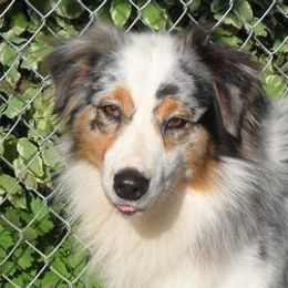 Australian Shepherds from Echo Lake Australian Shepherds