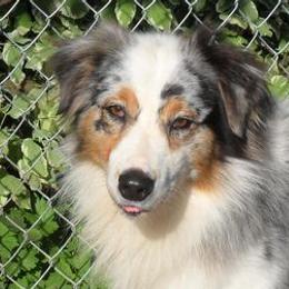 Australian Shepherds from Echo Lake Australian Shepherds