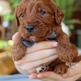 Neon - Red  male Goldendoodle puppy in Salado, Texas from Red Ranch Dogs