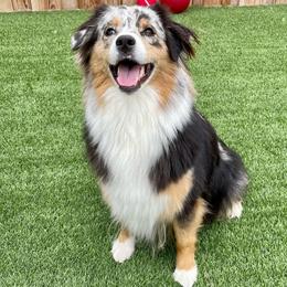 Skye - Australian Shepherd