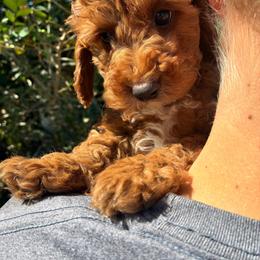 Pooh - Red and white male Cockapoo puppy in Adrian, Oregon from ApplebyFarm