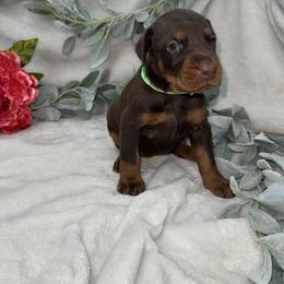 Skye - Red and rust female Doberman Pinscher puppy in Boyd, Texas from Team Feem Breeders