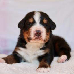Willow - Tri-color female Bernese Mountain Dog puppy in Williamston, South Carolina from Dutton Dog Co & Dalla Grazia Doberman