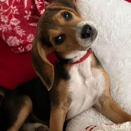 Beagle Puppies from Beech Grove Beagles