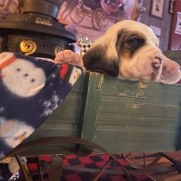 Vera- red collar - Basset Hound puppy in Herrin, Illinois from Handsome Hound Bassets
