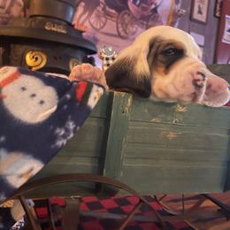 Vera- red collar - Basset Hound puppy in Herrin, Illinois from Handsome Hound Bassets