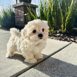 Maltipoo Puppies from Maine's Maltipoos