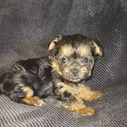 REMI - Black and tan male Yorkshire Terrier puppy in Palmdale, California from J Designer Puppies