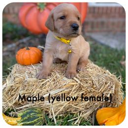 Labrador Retriever Puppies from Spring Water Labs of the Carolinas