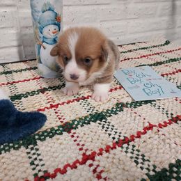 Jewel 2 - Red male Pembroke Welsh Corgi puppy in Tucson, Arizona from Sierrita Mountain Corgis