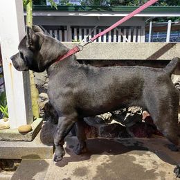 Cane Corso All Grown Up from Diamond Cut Kennels, Hawaii
