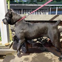 Cane Corso All Grown Up from Diamond Cut Kennels, Hawaii