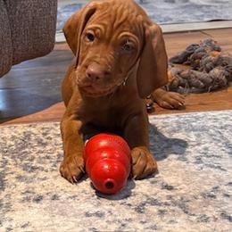 Vizsla Puppies from CBJ Vizslas
