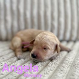 Goldendoodle Puppies from Double the Doodles