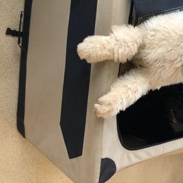 Poodle Puppies from Tails Up Standard Poodles