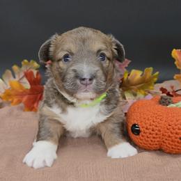 German Shepherd and Pembroke Welsh Corgi Puppies from J&R Shepherds & Corgis