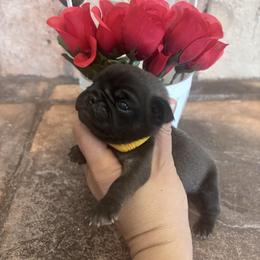 Yellow collar - Silver female Pug puppy in Tucson, Arizona from Furever Friends