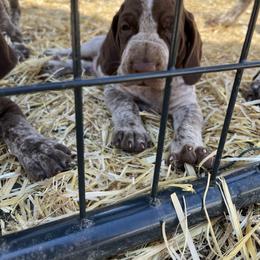 Bracco Italiano and Chihuahua Puppies from Snow Peak Kennel