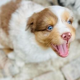 Gage - Red merle male Miniature Australian Shepherd puppy in Luling, Texas from Little Wood Toy and Mini Aussies