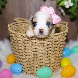 Astrid - Blue merle female Miniature Australian Shepherd puppy in Guthrie, Oklahoma from Raised Right Pups