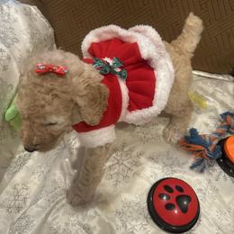 Luna - Apricot female Poodle puppy in Mobile, Alabama from Semmy’s Standard Poodle LLC