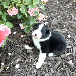 Atlas - Black & white male Australian Shepherd puppy in Bethlehem, Connecticut from Montanna Sage LLC