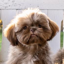 Basil - Shih Tzu