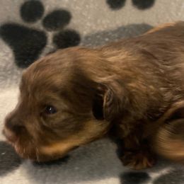 Jackson - Liver male Miniature Schnauzer puppy in Robstown, Texas from Alves Miniature Schnauzers