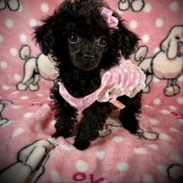 Tiny Nala - Black female Poodle puppy in Newcomerstown, Ohio from Sheri’s Lil Angel’s