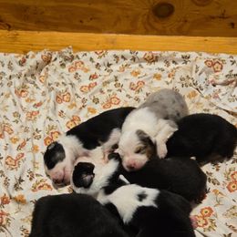Australian Shepherd Puppies from Nana's Wild and Wonderful Aussies