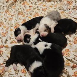Australian Shepherd Puppies from Nana's Wild and Wonderful Aussies