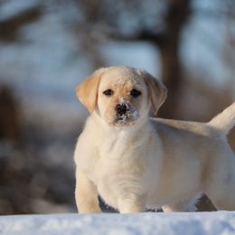 Labrador Retriever Puppies from Scioto Labradors
