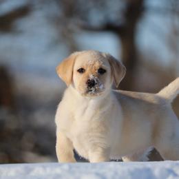 Labrador Retriever Puppies from Scioto Labradors