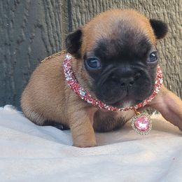 Pink Collar - Fawn female French Bulldog puppy in Puyallup, Washington from Ohana Bulldogs PNW