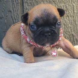 Pink Collar - Fawn female French Bulldog puppy in Puyallup, Washington from Ohana Bulldogs PNW