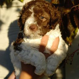Girl 4 - Brown roan female Lagotto Romagnolo puppy in Arkansas from Skyfall and Morena