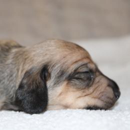2500 AKC Shaded Red Girl - Red female Dachshund puppy in Arcadia, Florida from JB Dachshunds