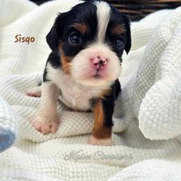 Sisqo (Previously Puzzle) - Tri-color male Cavalier King Charles Spaniel puppy in Tyler, Texas from Kalon Cavaliers