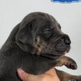 Edmund - Blue Tanpoint - Blue male Great Dane puppy in Morton, Illinois from That Gurl K9s