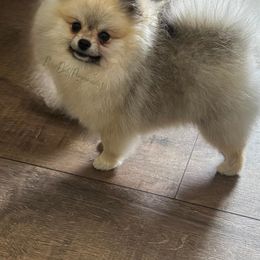 Pixie - Pomeranian