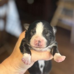 Scottish Terrier and Toy Australian Shepherd Puppies from Pecan Creek