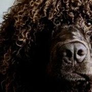 Irish Water Spaniels from Firecreek Farm IWS