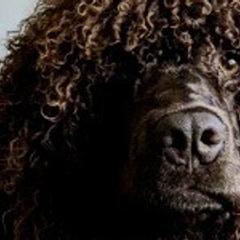 Irish Water Spaniels from Firecreek Farm IWS