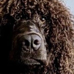 Irish Water Spaniels from Firecreek Farm IWS